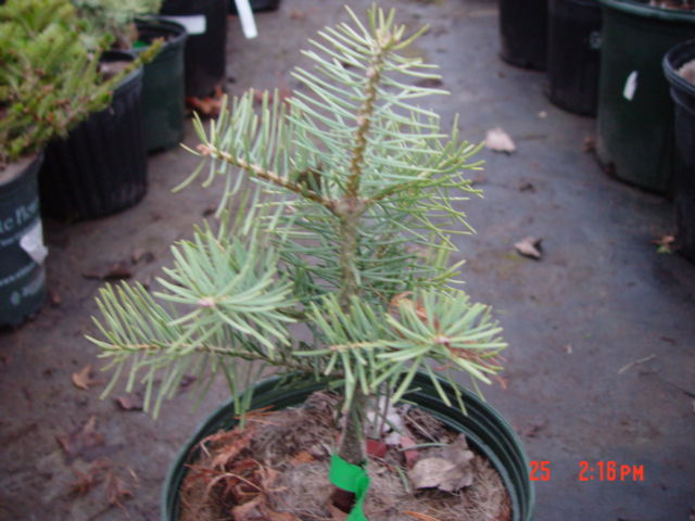 (image for) Abies concolor GLAUCA COMPACTA or COMPACTA-1g